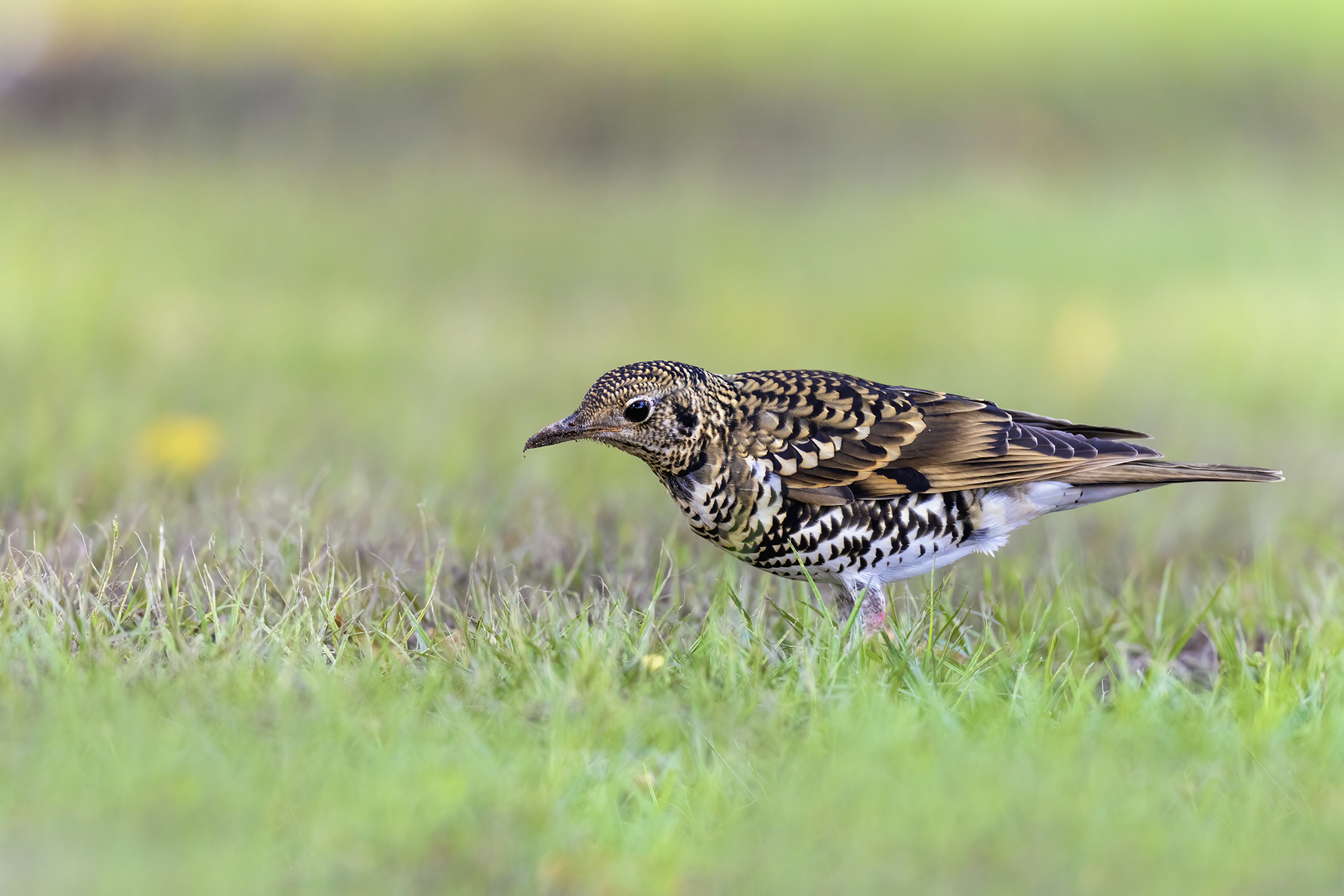 White's Thrush