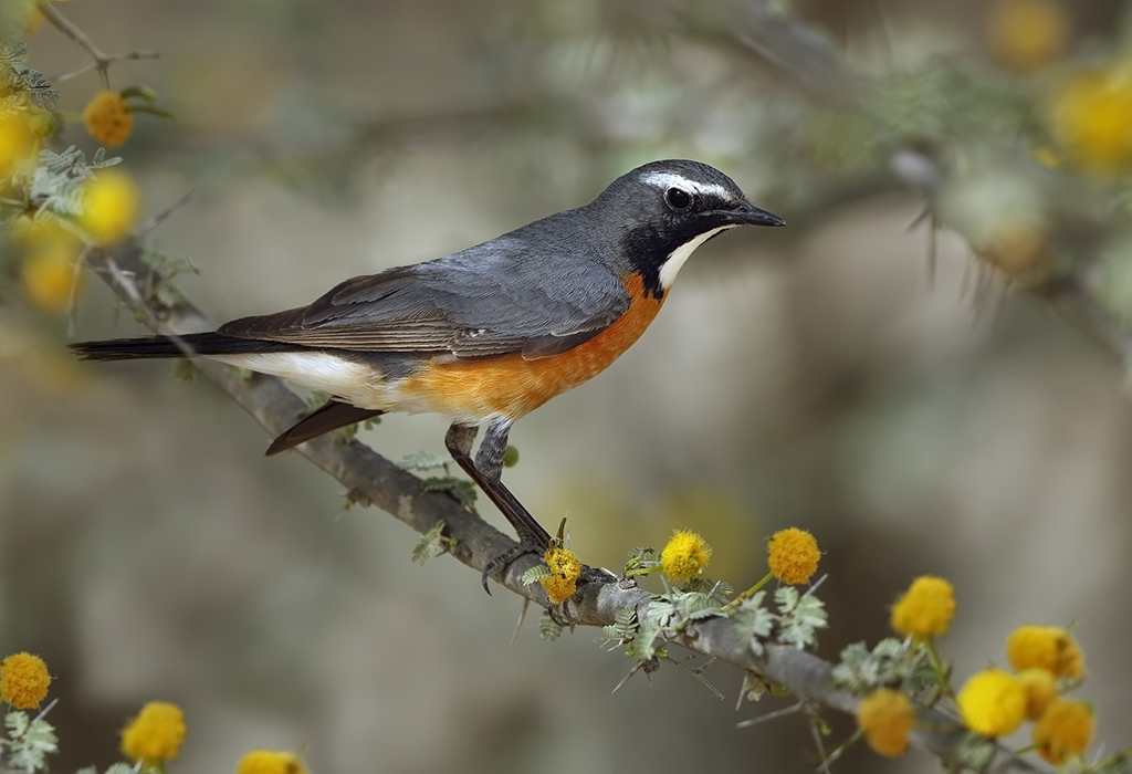 White-throated Robin-Chat