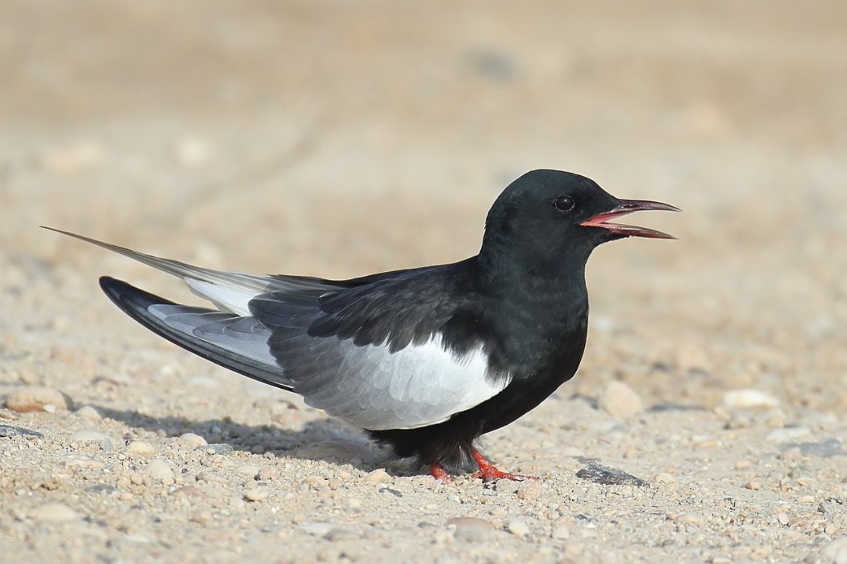White-winged Tern