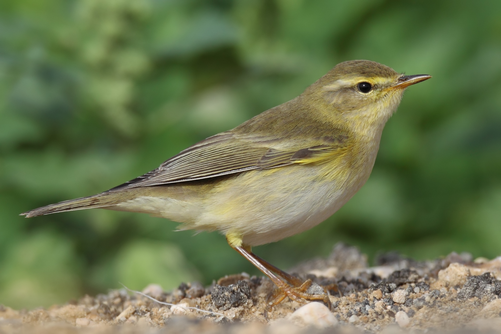 Willow Warbler