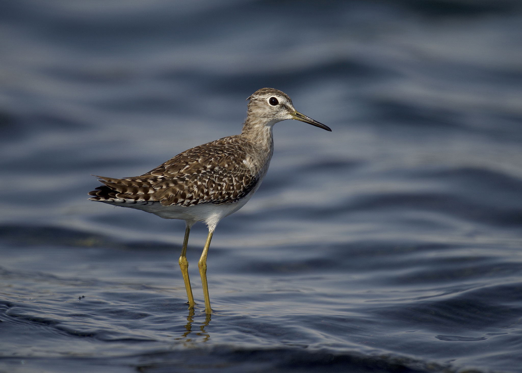 Wood Sandpiper