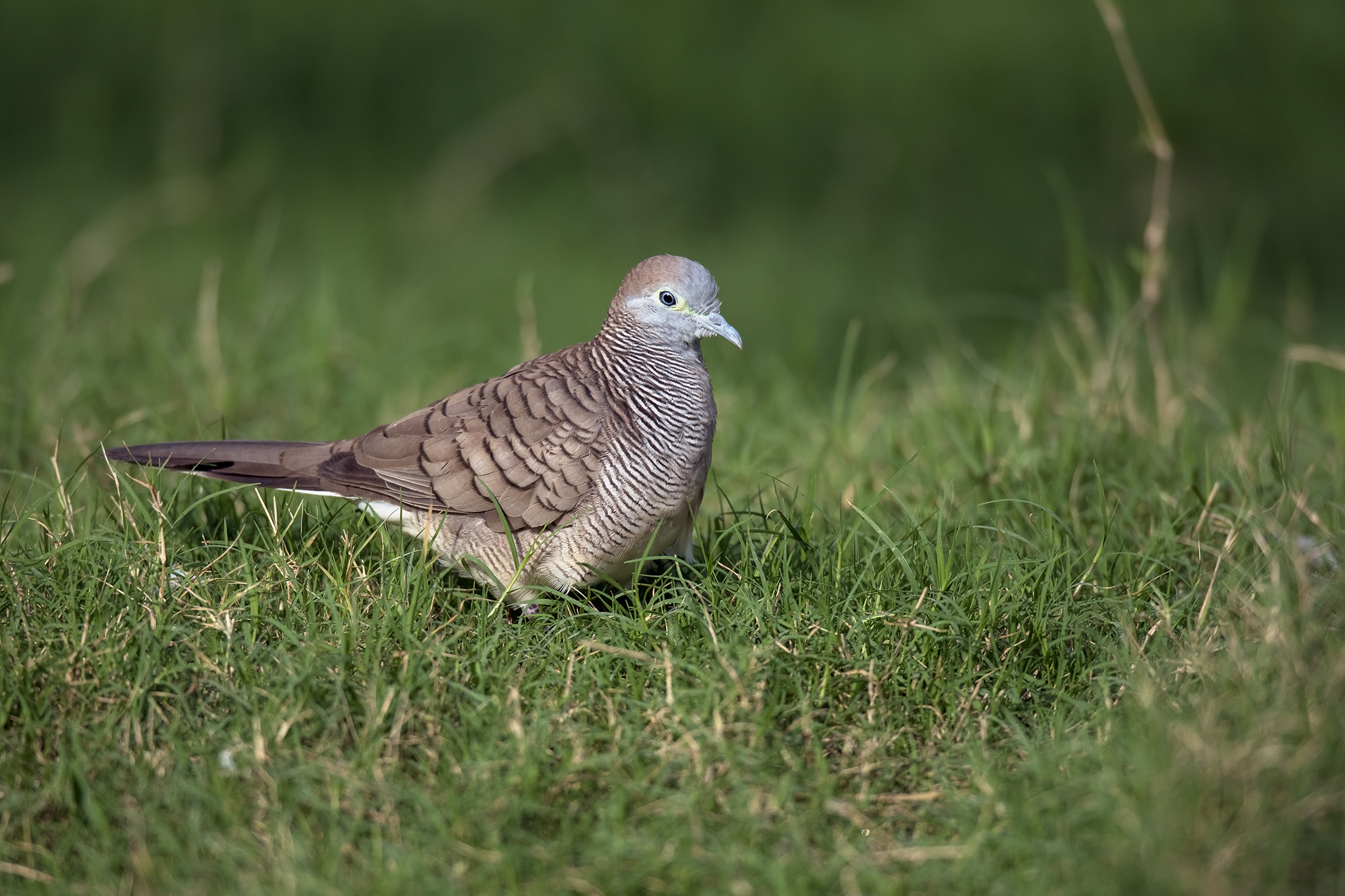 Zebra Dove