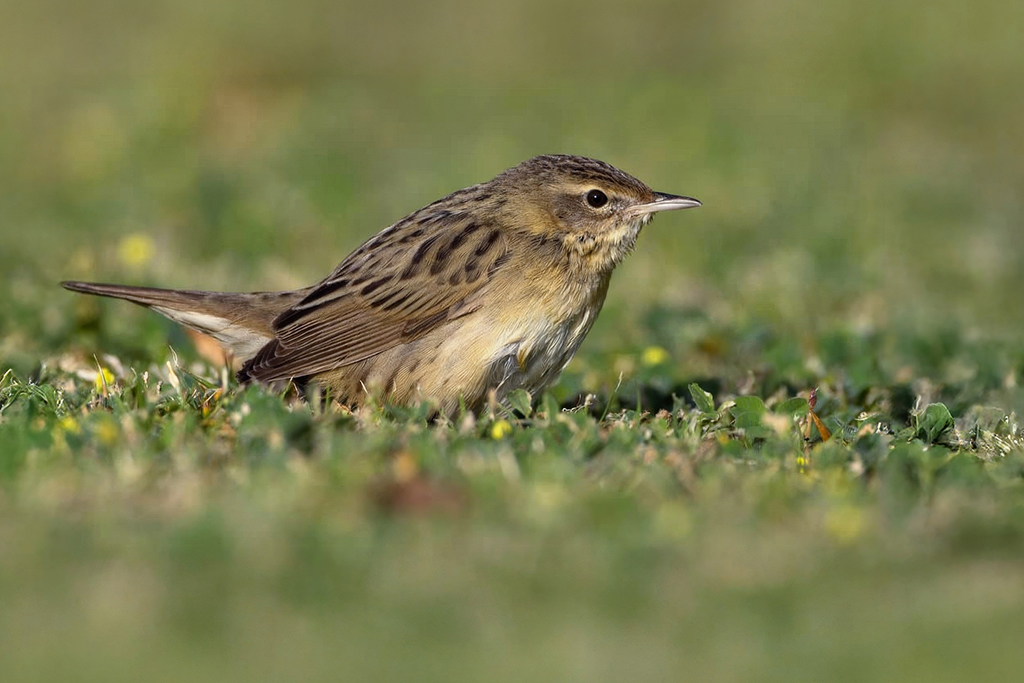 Common Grasshopper Warbler