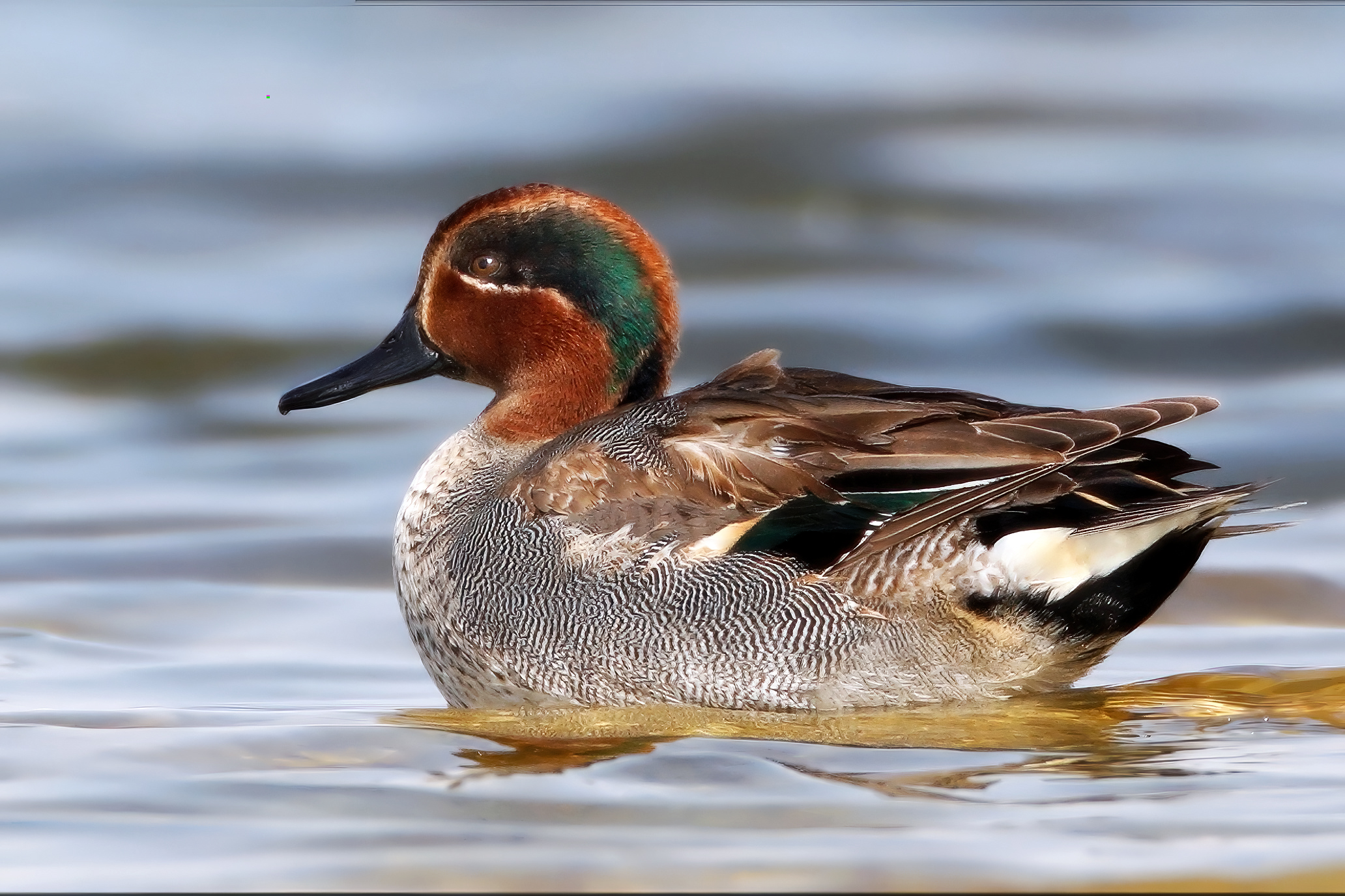 Eurasian Teal