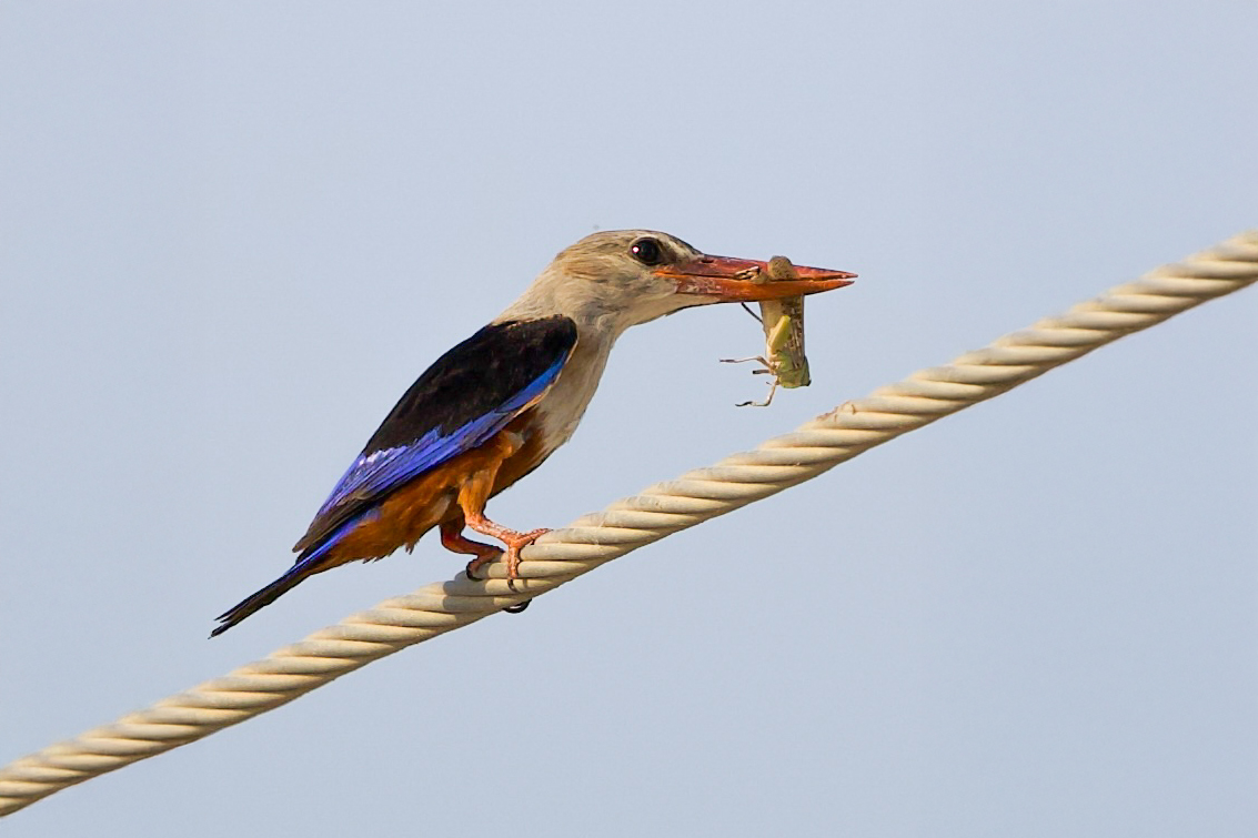 Grey-Headed Kingfisher