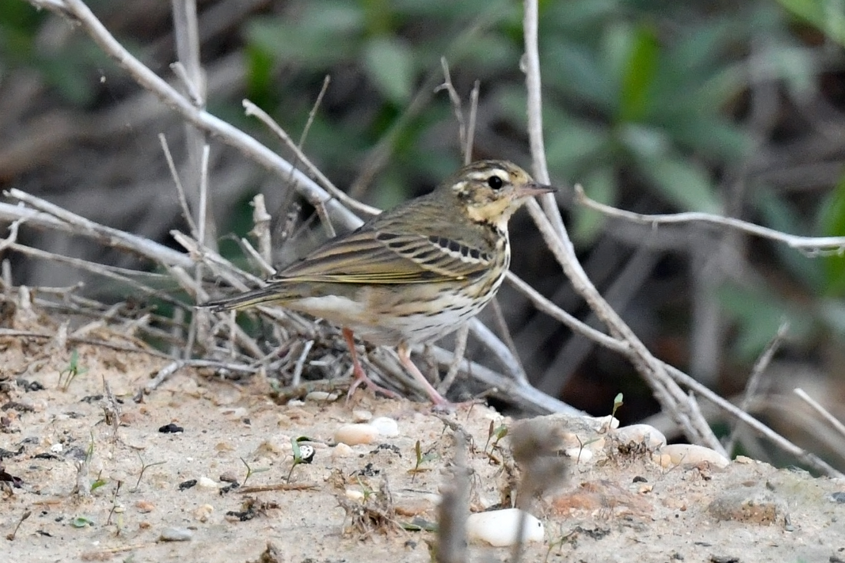 Olive-Backed Pipit