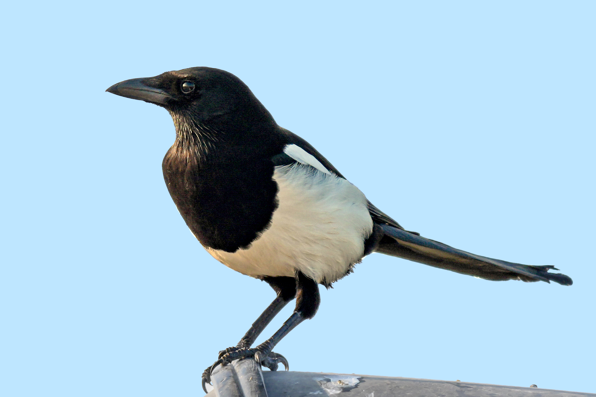 Eurasian Magpie