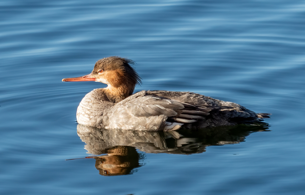 Red-breasted Merganser
