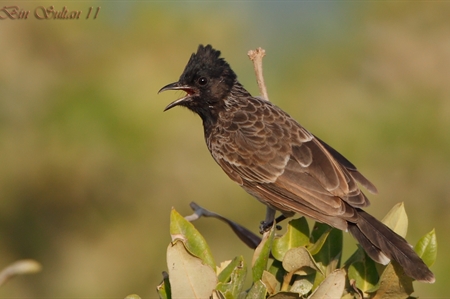 Bulbuls