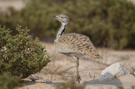 Bustards