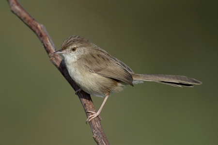 Cisticolas and allies