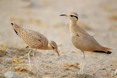 Coursers, Pratincoles
