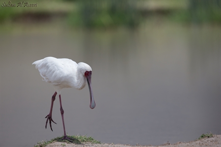 Ibises, Spoonbills
