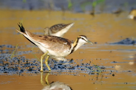 Jacanas