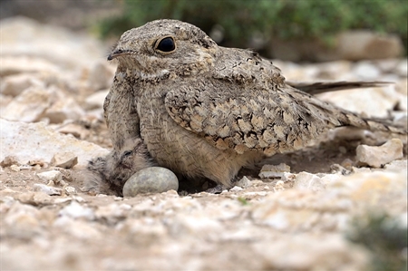 Nightjars