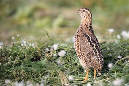 Pheasants, Partridges, Turkeys, Grouse