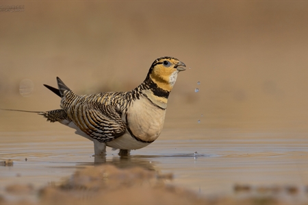 Sandgrouse
