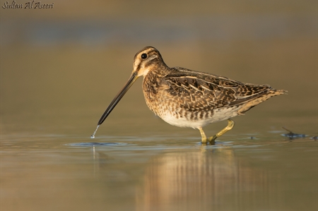 Sandpipers, Snipes, Phalaropes
