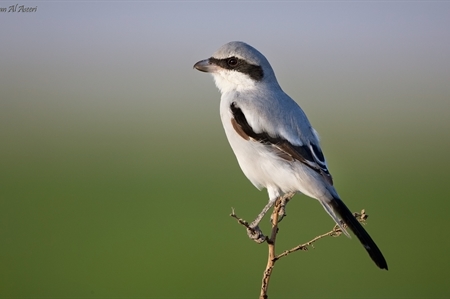 Shrikes