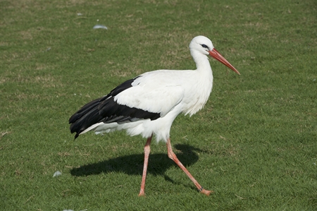 Storks