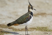 10842 Northern Lapwing