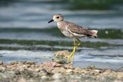 10847 White-tailed Lapwing