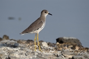 10849 White-tailed Lapwing
