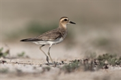 10851 Caspian Plover