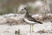 10852 Caspian Plover