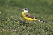 10854 Sykes's Wagtail