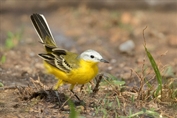 10855 White-headed Wagtail