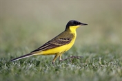 10857 Black-headed Wagtail