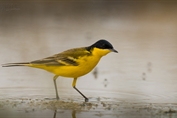 10860 Black-headed Wagtail