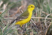 10861 Yellow-headed Wagtail