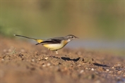 10865 Grey Wagtail