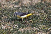 10866 Grey Wagtail