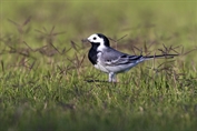 10870 White Wagtail