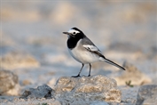 10875 Masked Wagtail