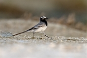 10876 Masked Wagtail