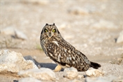 10878 Northern Short-eared Owl