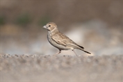 10886 Black-crowned Sparrow-Lark