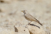 10888 Desert Lark