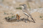 10889 Greater Hoopoe-Lark