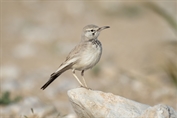 10894 Greater Hoopoe-Lark