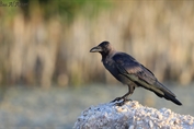 10902 House Crow