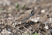 10909 Caucasian Horned Lark