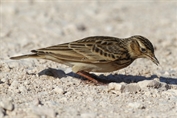 10910 Eurasian Skylark