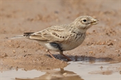 10916 Turkestan Short-toed Lark