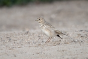 10920 Turkestan Short-toed Lark