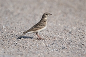 10922 Greater Short-toed Lark